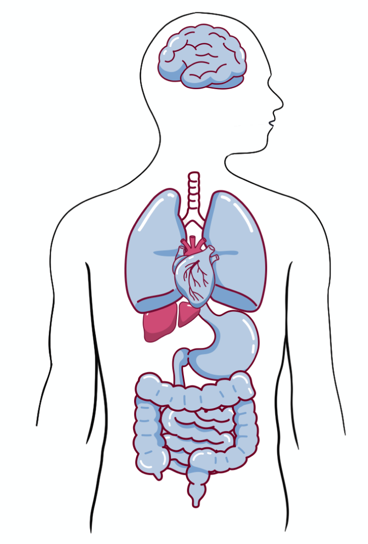 Organ Health Image